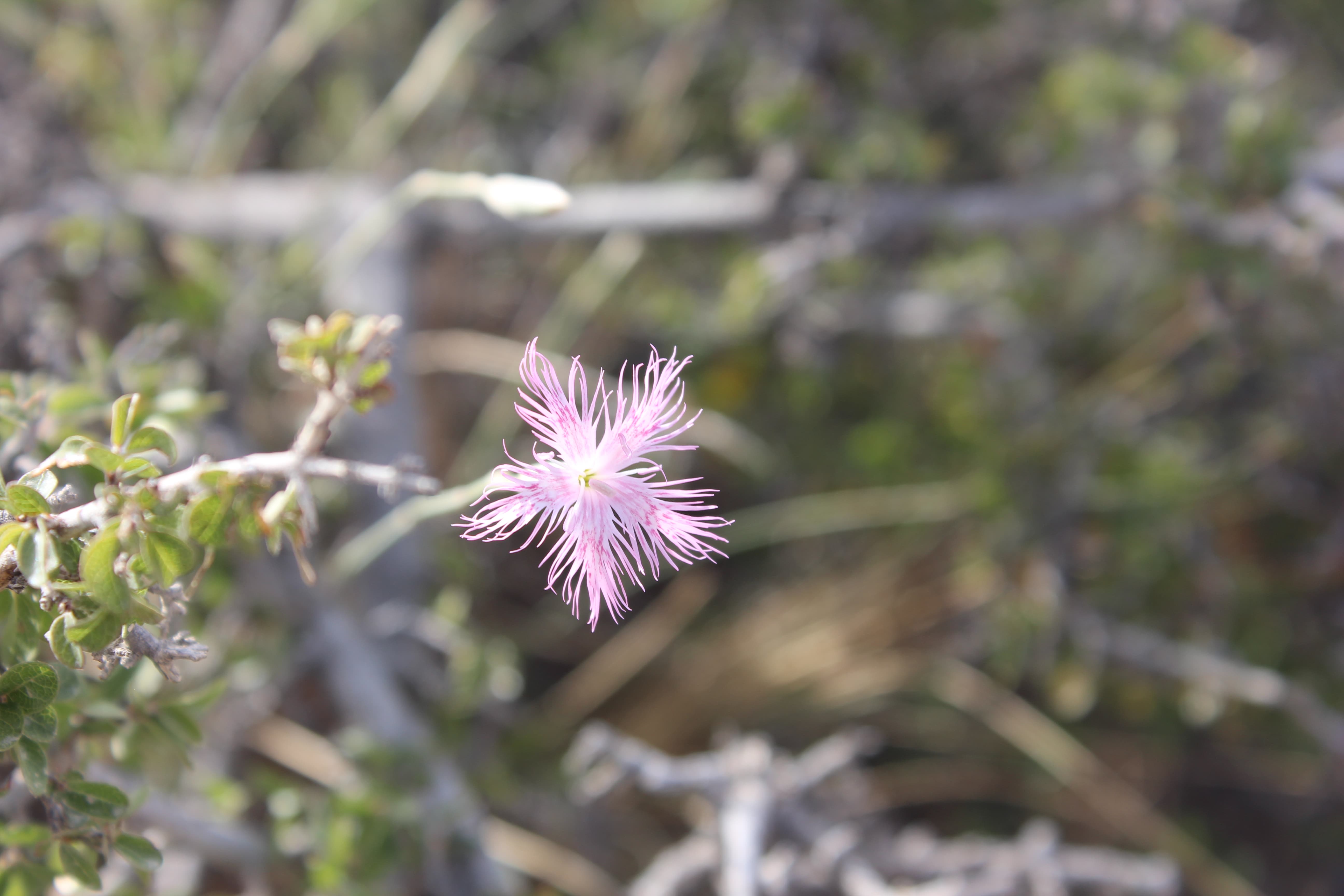 Plant Image